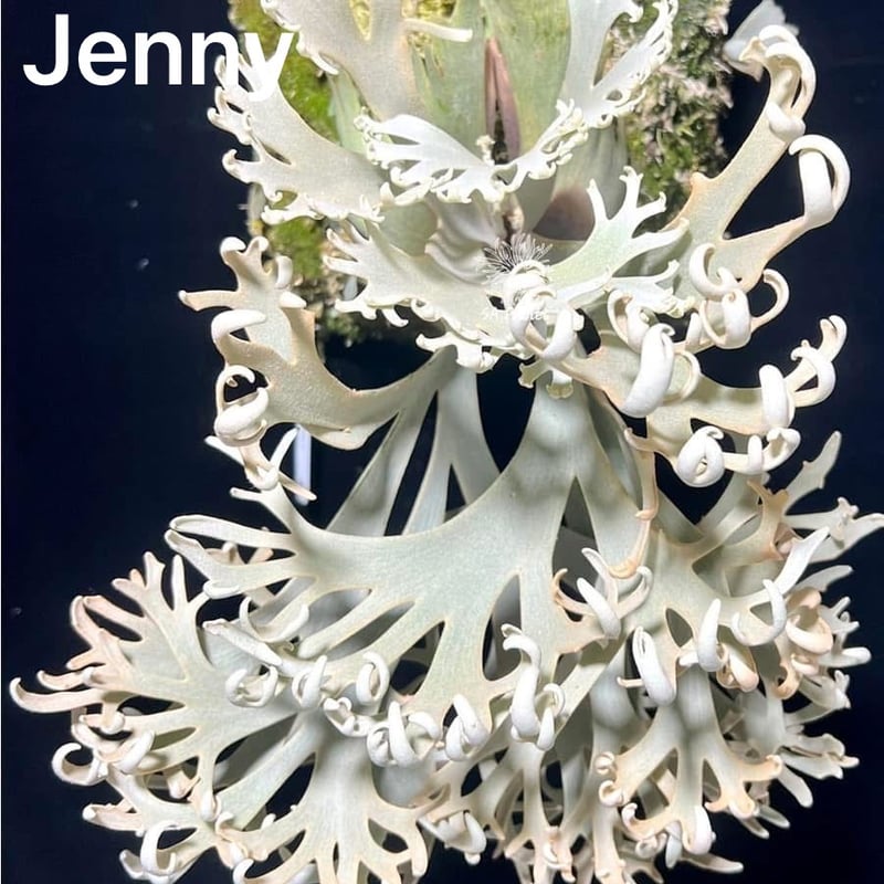 ビカクシダ ジェニー | GREEN LUCK