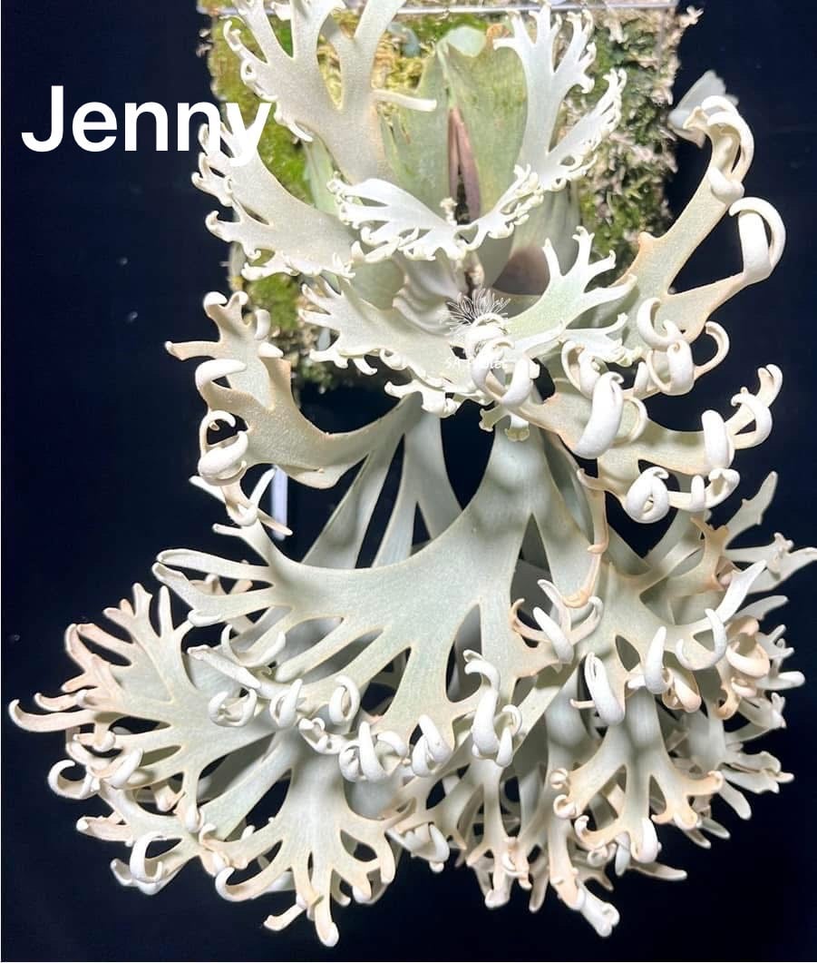 P.Jenny #1 OC ジェニー ビカクシダ 子株 P.Jenny #1 OC ジェニー ビカクシダ 子株