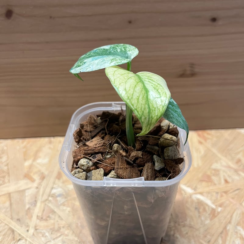 モンステラ デリシオーサ ホワイトモンスター | GREEN LUCK