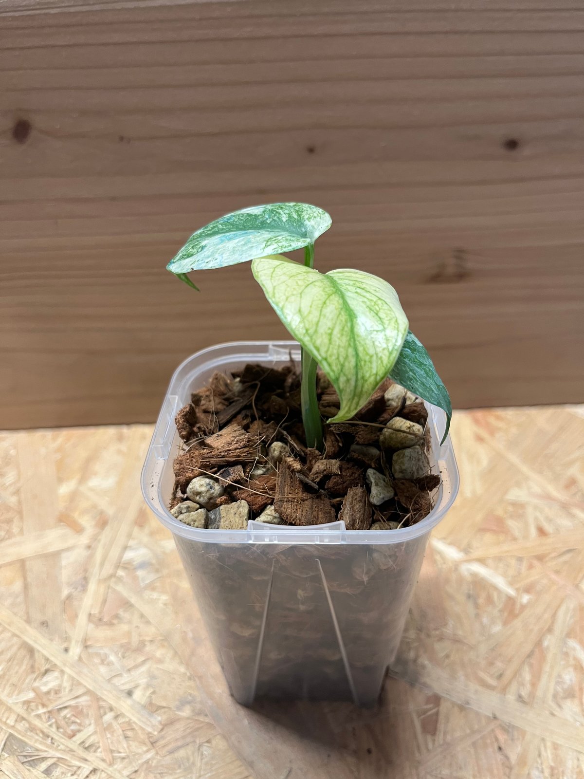 モンステラ デリシオーサ ホワイトモンスター | GREEN LUCK