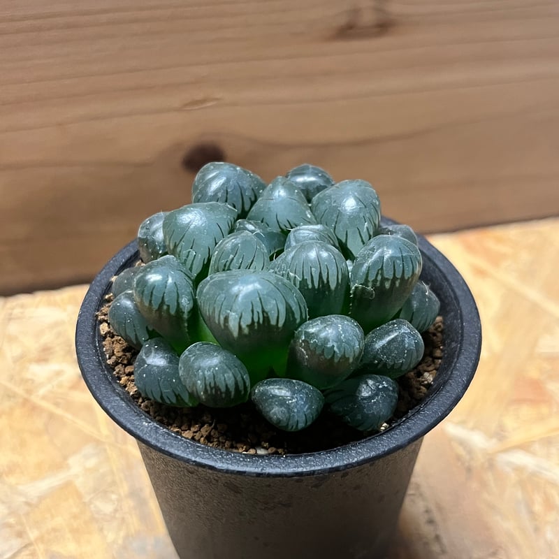 ハオルチア 紫オブツーサ | GREEN LUCK