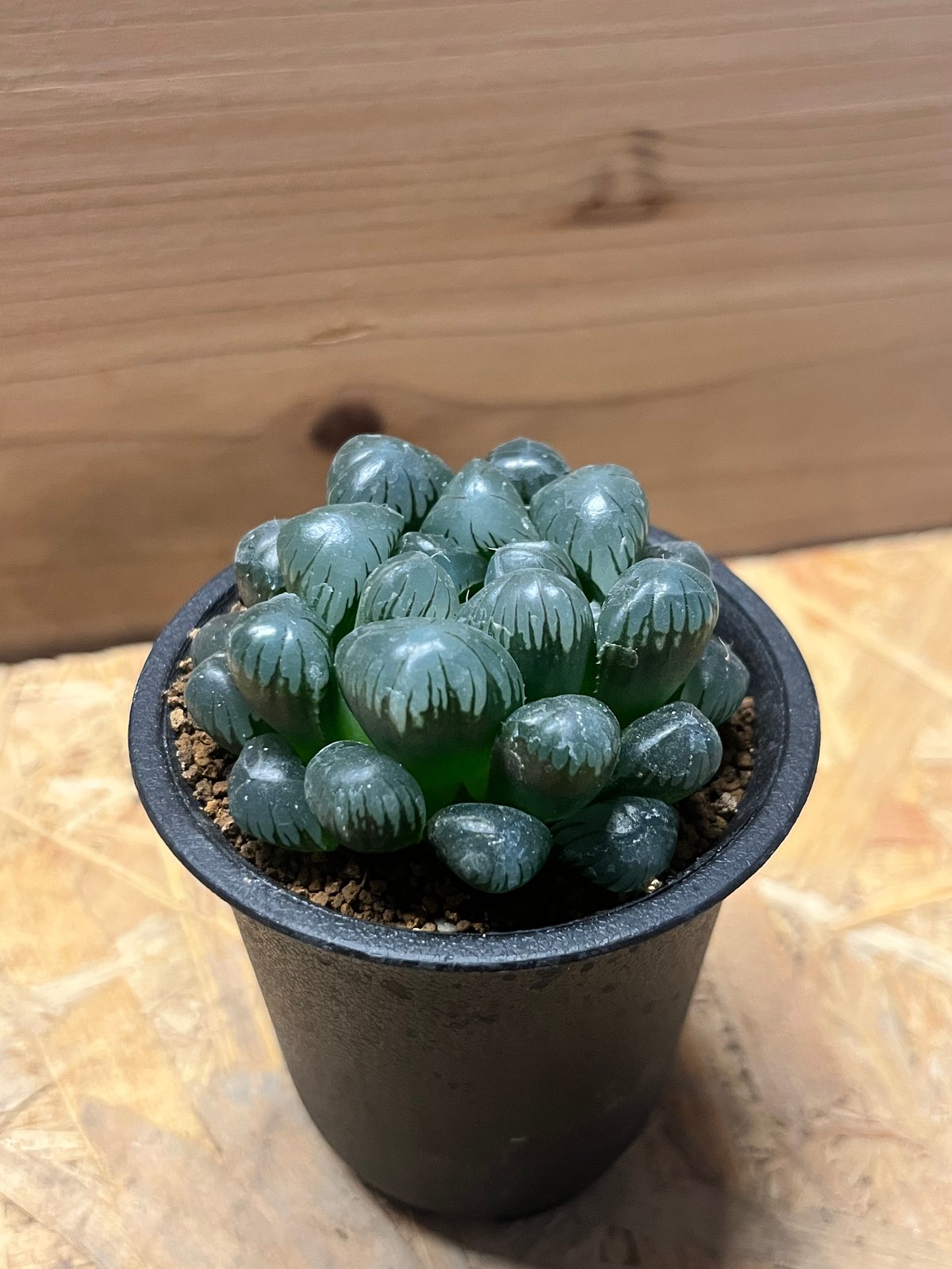 ハオルチア 紫オブツーサ | GREEN LUCK