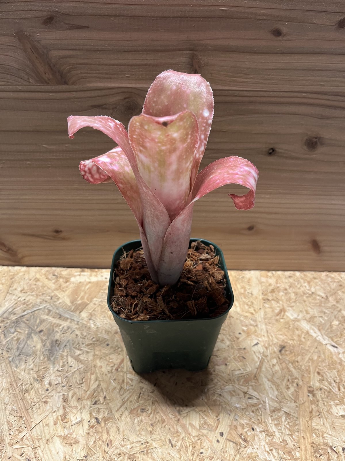 ビルベルギア ピンクシャンパン | GREEN LUCK