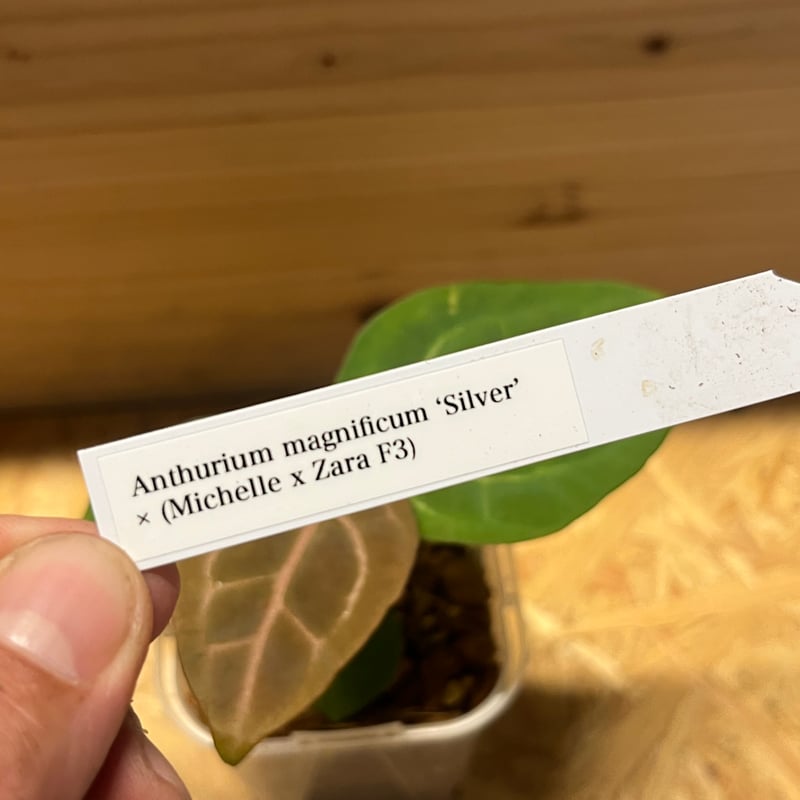 ゴジラアンスリウムチルマバジェンセ オンラインショップBASEに掲載している商品のご紹介🍀 いいね❤️や