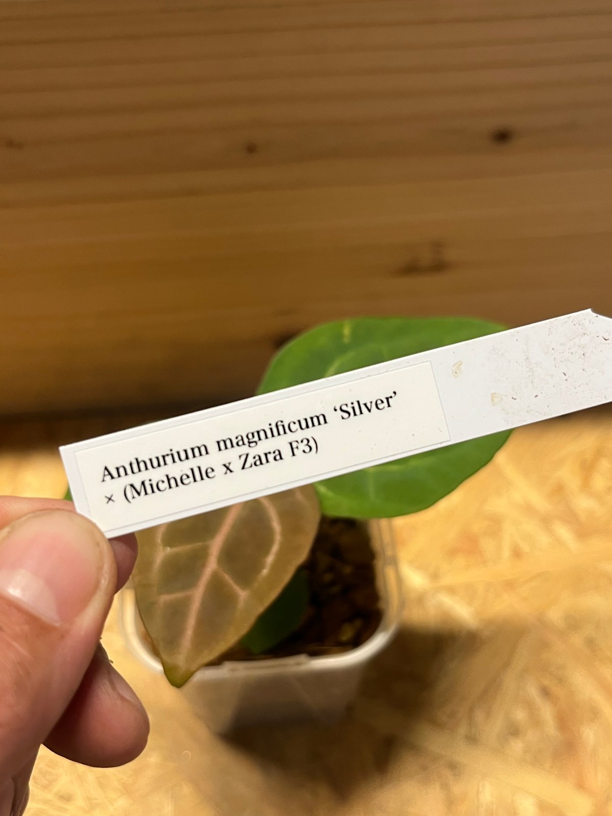 アンスリウム マグニフィカム'シルバー'×（ミシェル×ザラF3