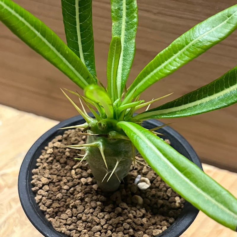 パキポディウム アンボンゲンセ 本日購入で5千円値下げ パキポディウム アンボンゲンセ | hanayoshi-botanical