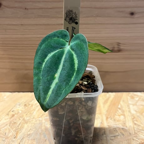 アンスリウムカーラブラッキー | STORES