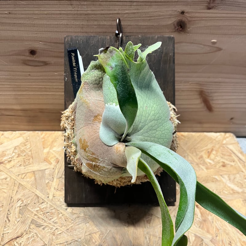 ビカクシダ ベイチー v14 spore | GREEN LUCK