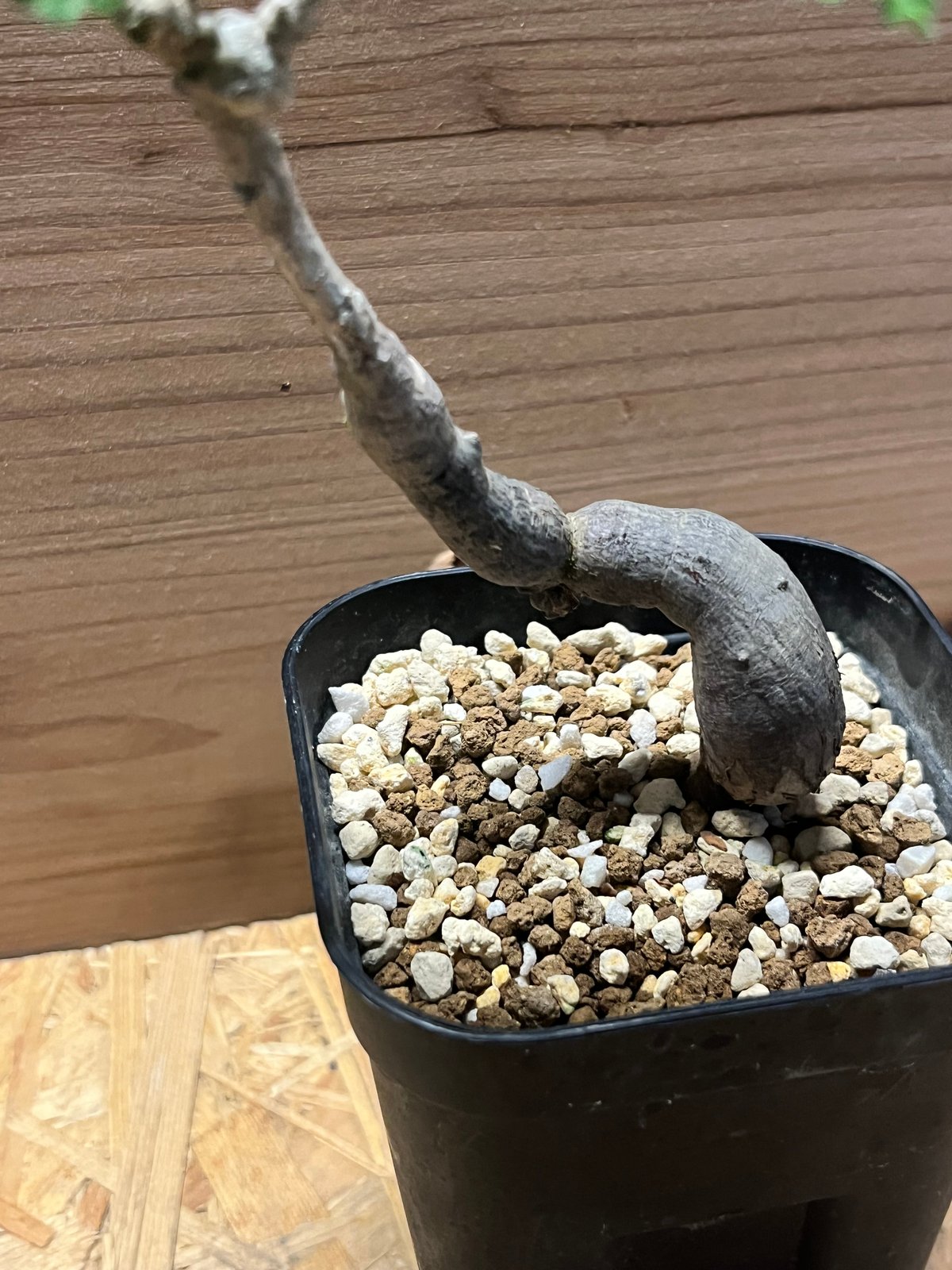 ペ*ペ様 オペルクリカリアヒファエノイデス【鉢付き】 オペルクリカリア ヒファエノイデス | GREEN LUCK