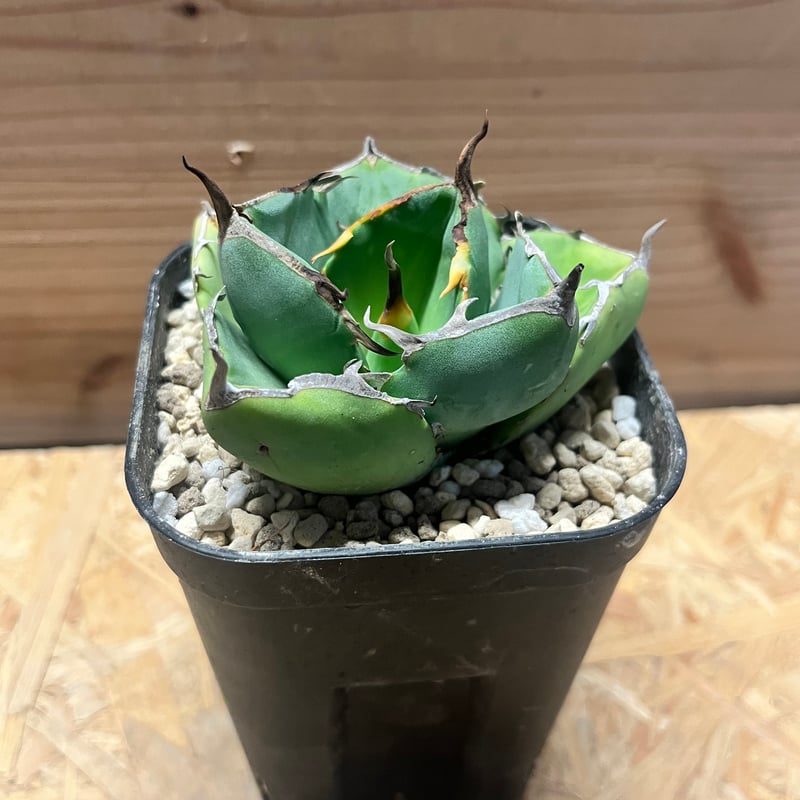 アガベ チタノタ 'ジャガーノート hyb.' | GREEN LUCK