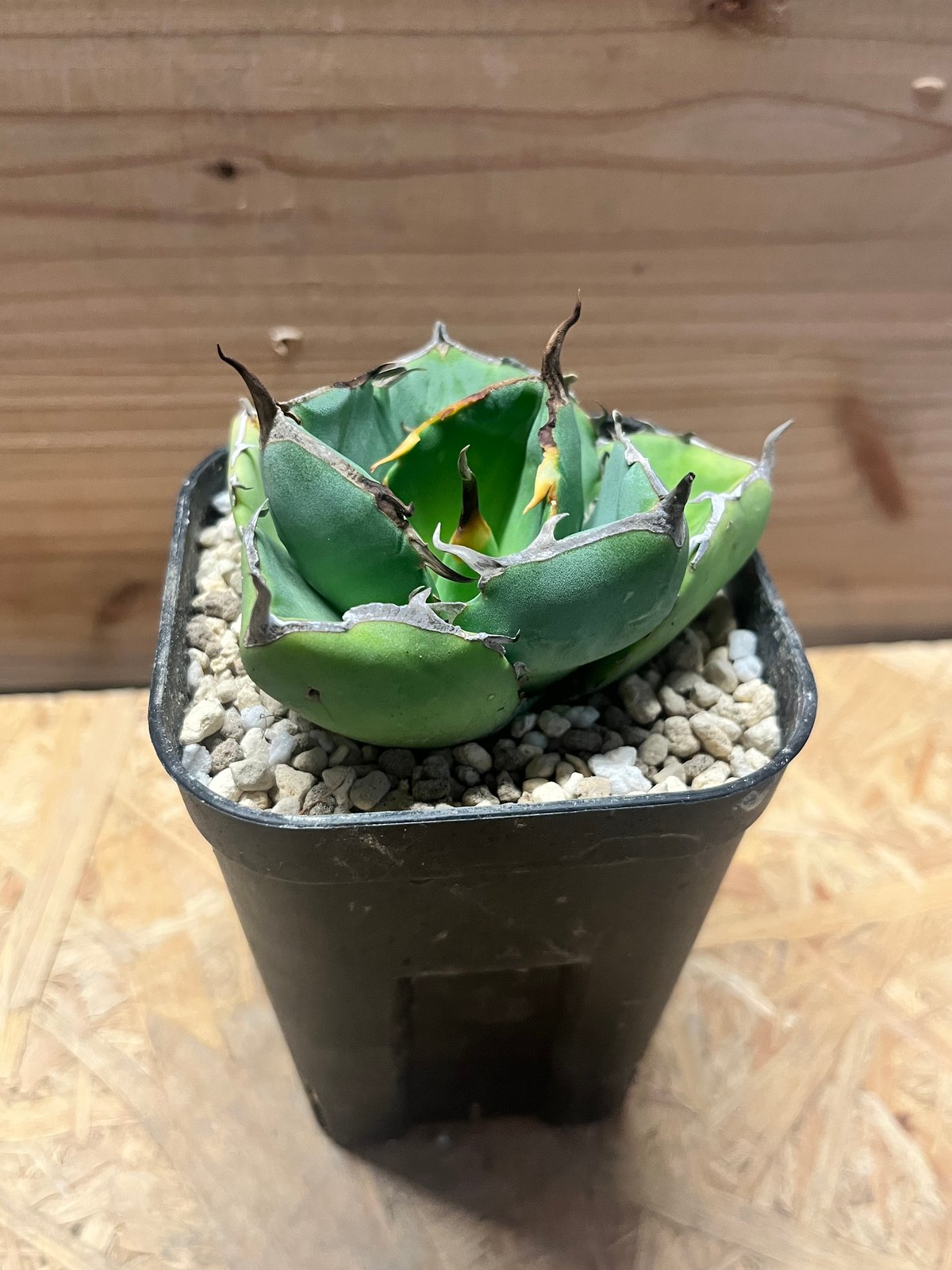 アガベ チタノタ 'ジャガーノート hyb.' | GREEN LUCK