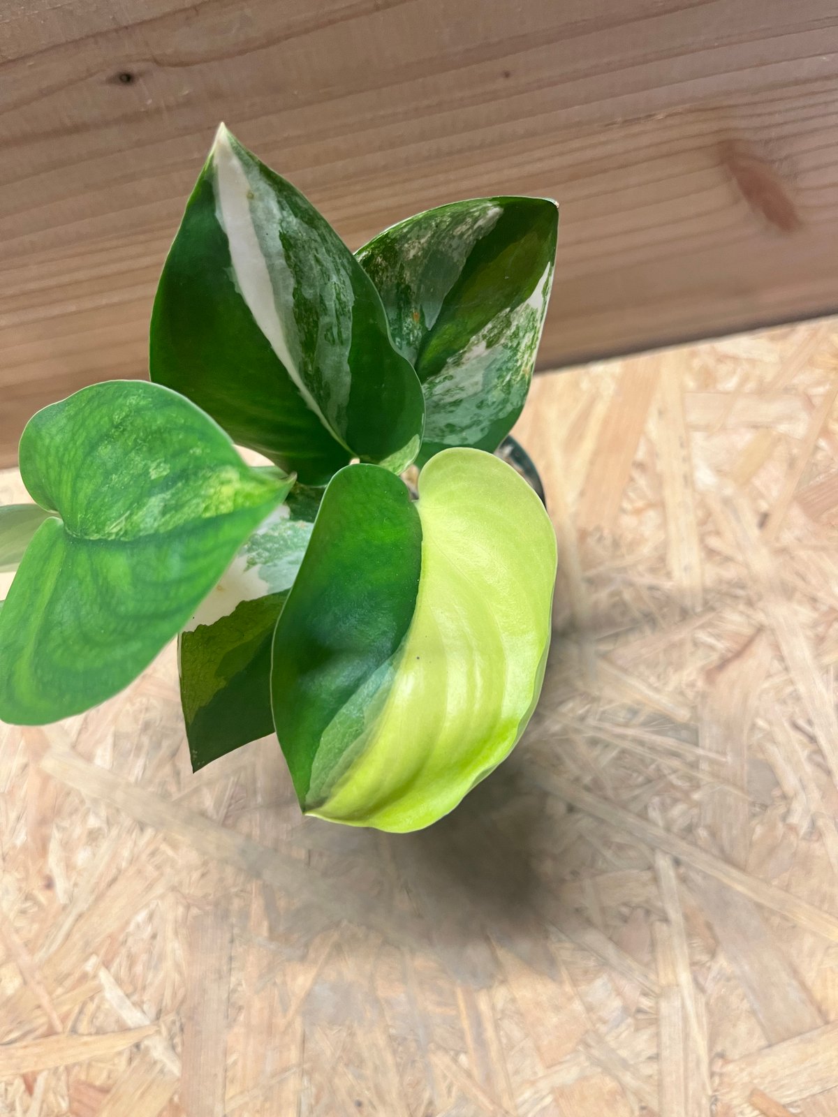 スキンダプサス ジェイドサテン バリエガータ | GREEN LUCK