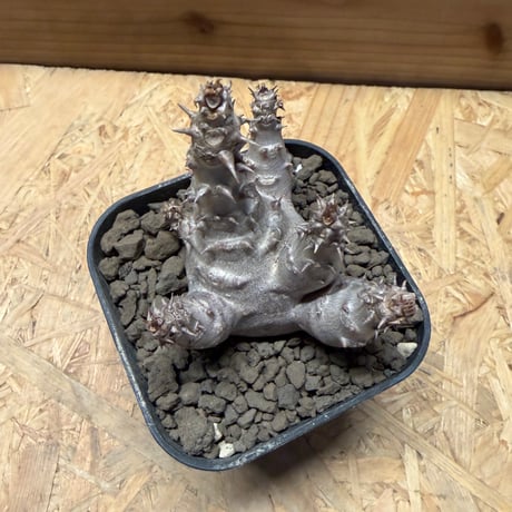 パキポディウム　ウィンゾリー
