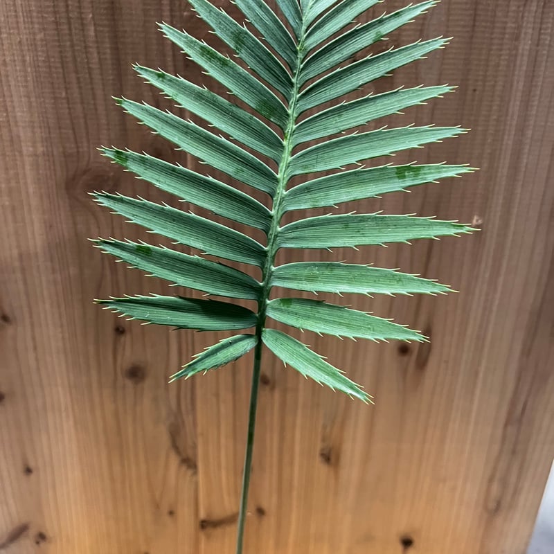 ディオーン スピヌロスム | GREEN LUCK