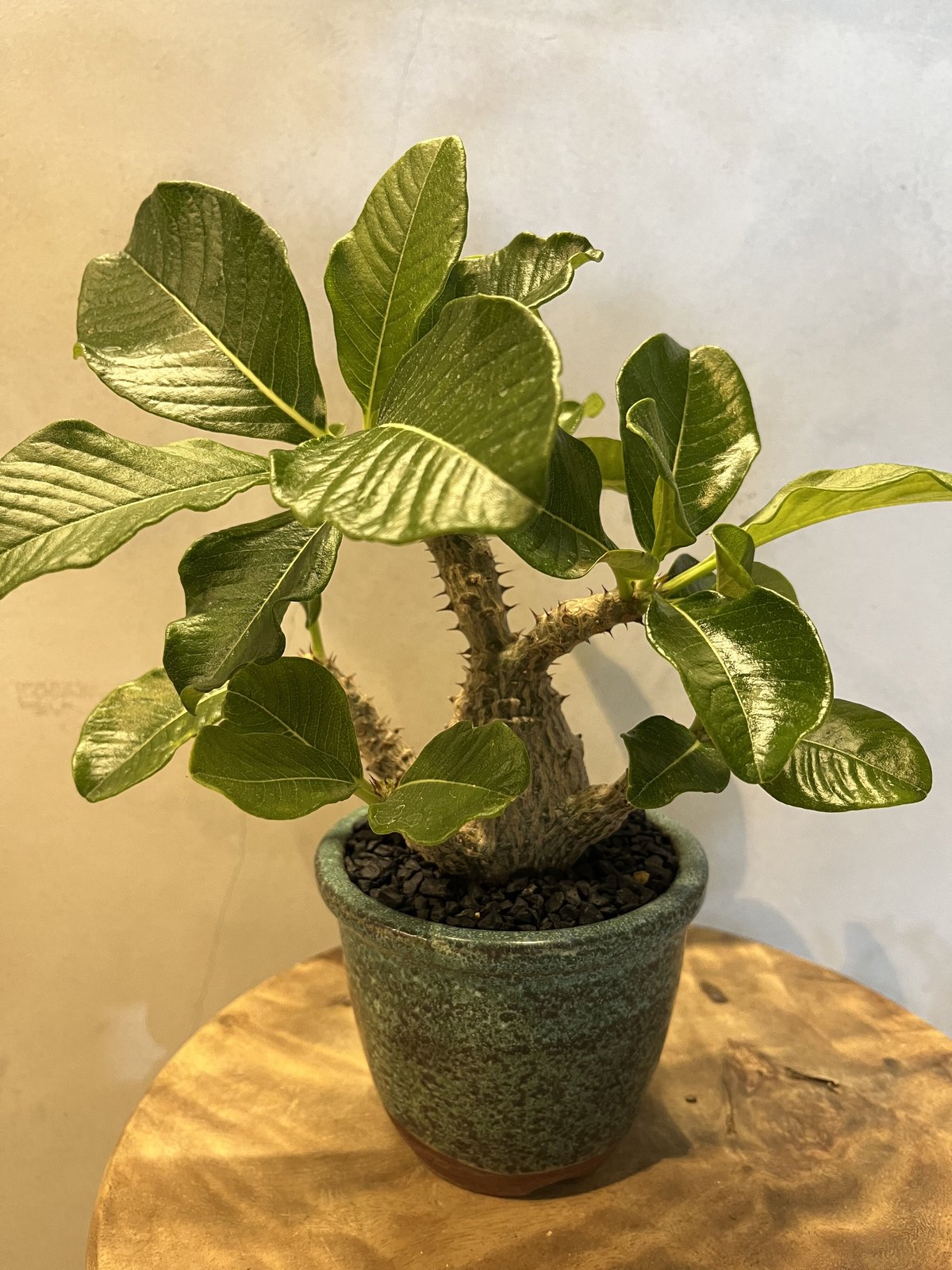 パキポディウム ウィンゾリー×伝市鉢 | GREEN LUCK