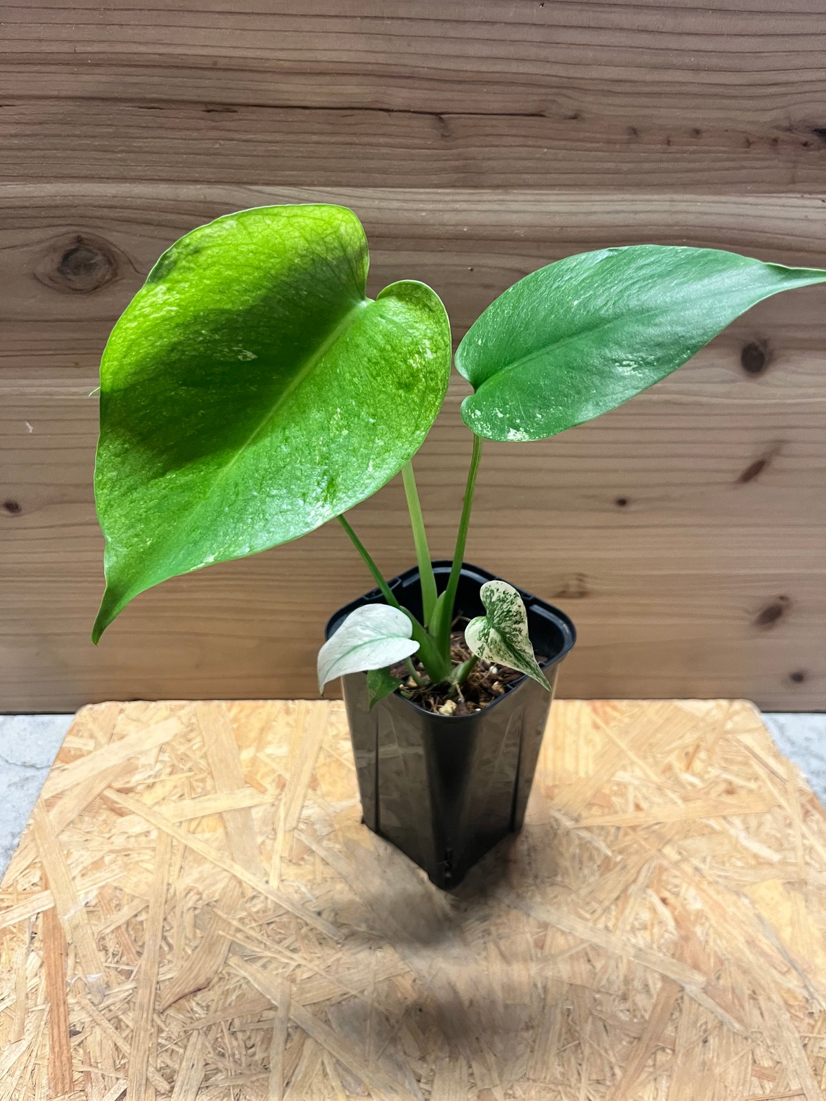 モンステラ デリシオーサ ホワイトモンスター | GREEN LUCK