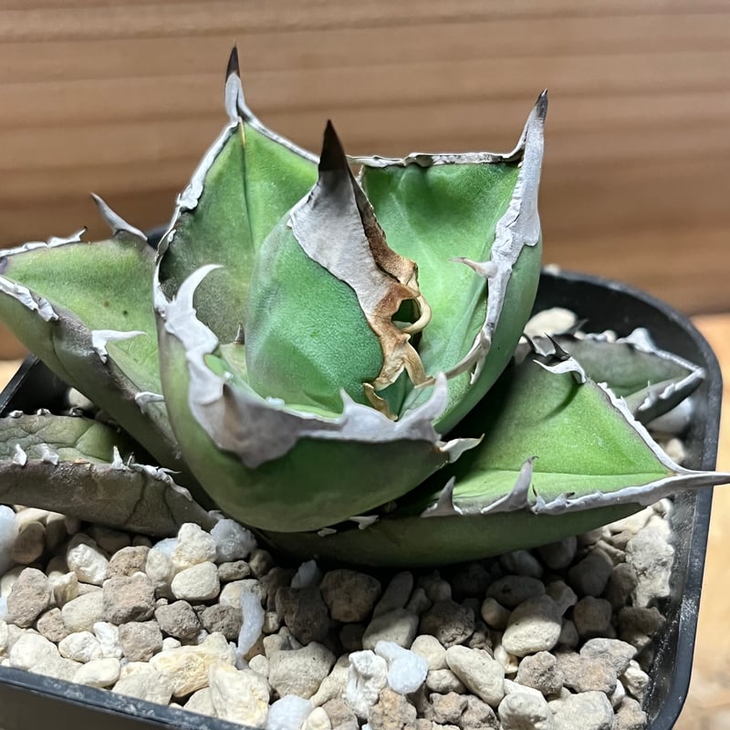 アガべ チタノタ '白犀牛' | GREEN LUCK