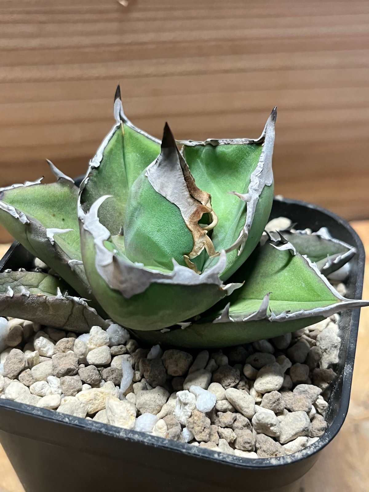 アガべ チタノタ '白犀牛' | GREEN LUCK