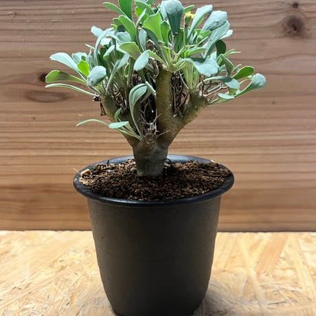 n*m様 オトンナ ユーフォルビオイデス 実生 ② オトンナ・ユーフォルビオイデス 2年半の成長記録 | すごいグリーン