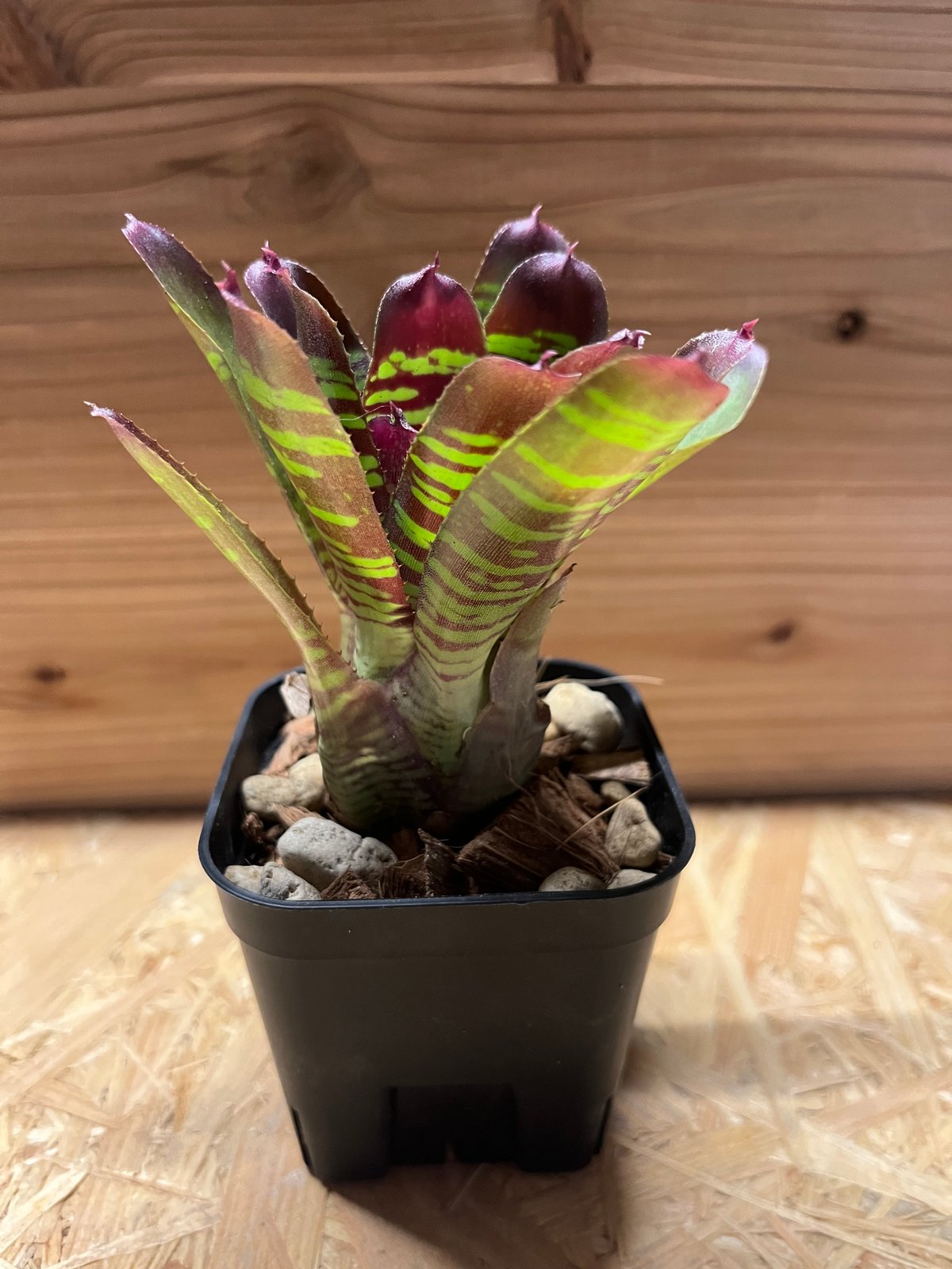 ネオレゲリア レイマヌ | GREEN LUCK