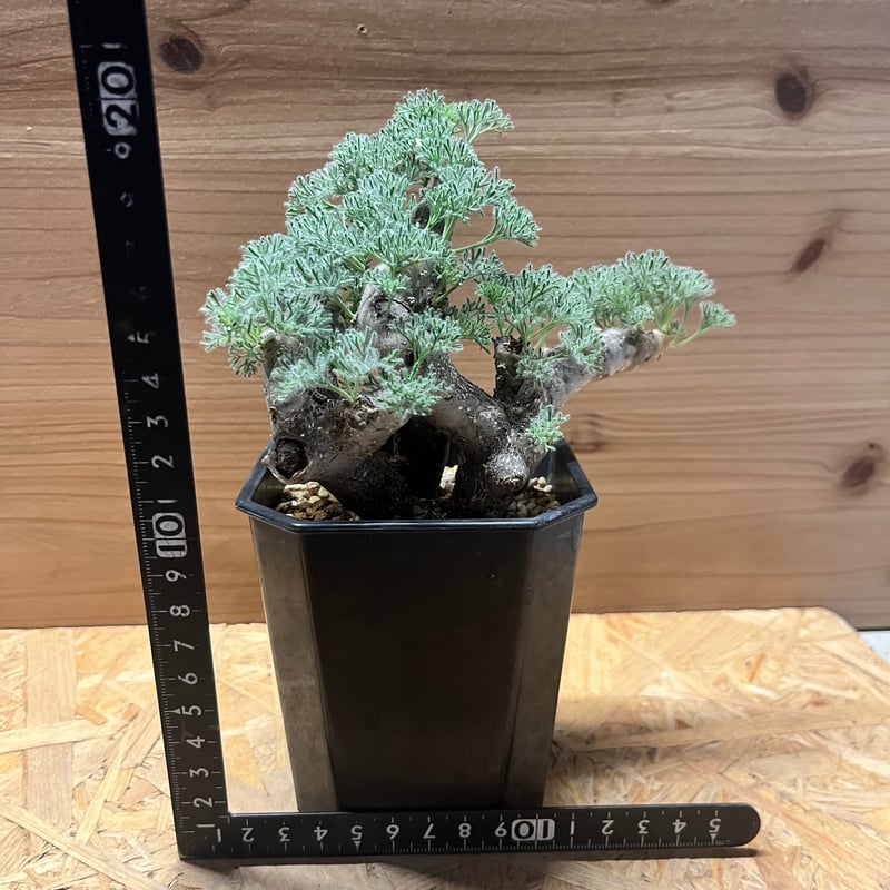 モンソニア ムルチフィダ （サルコカウロン） | GREEN LUCK