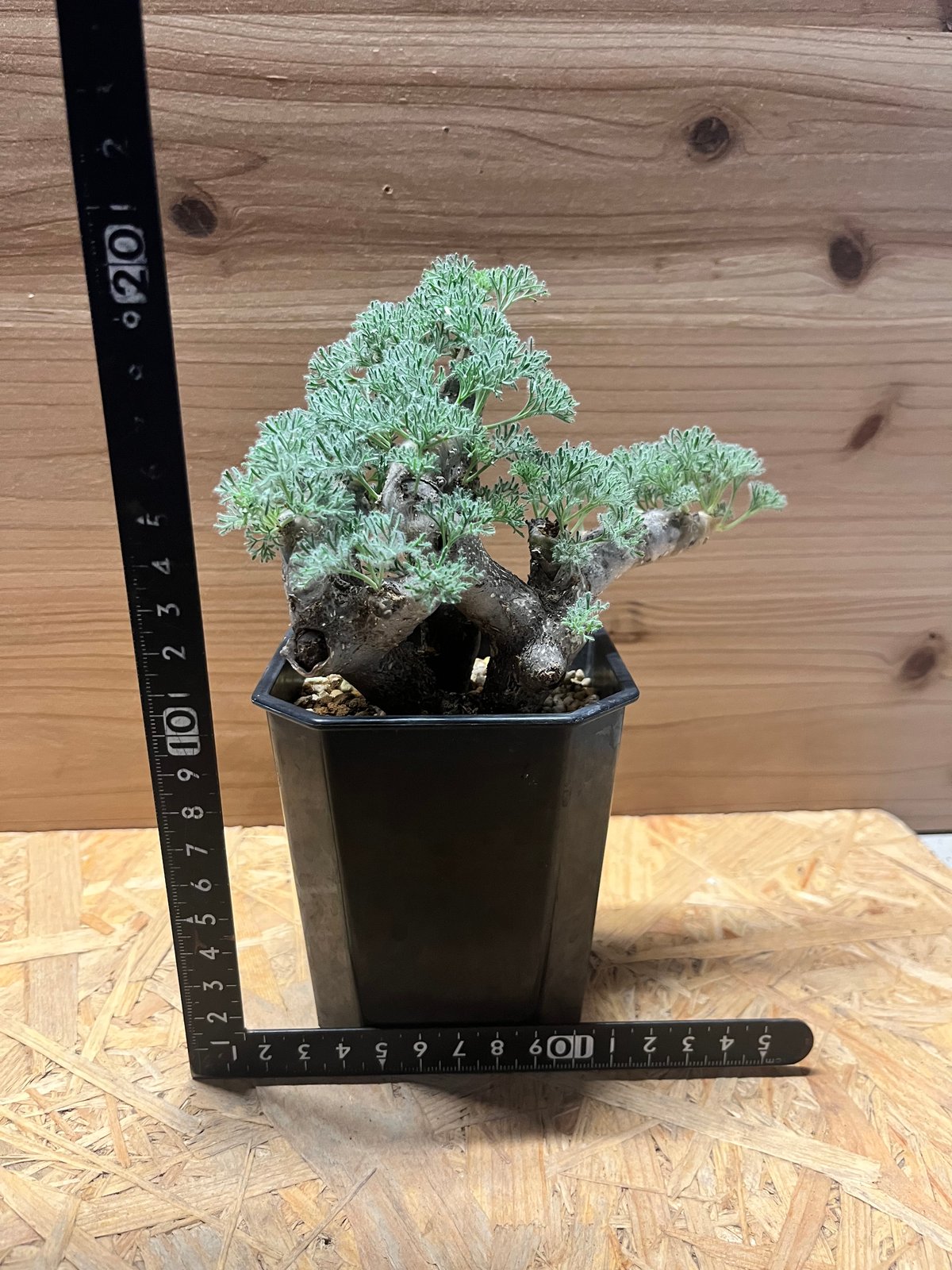 モンソニア ムルチフィダ （サルコカウロン） | GREEN LUCK