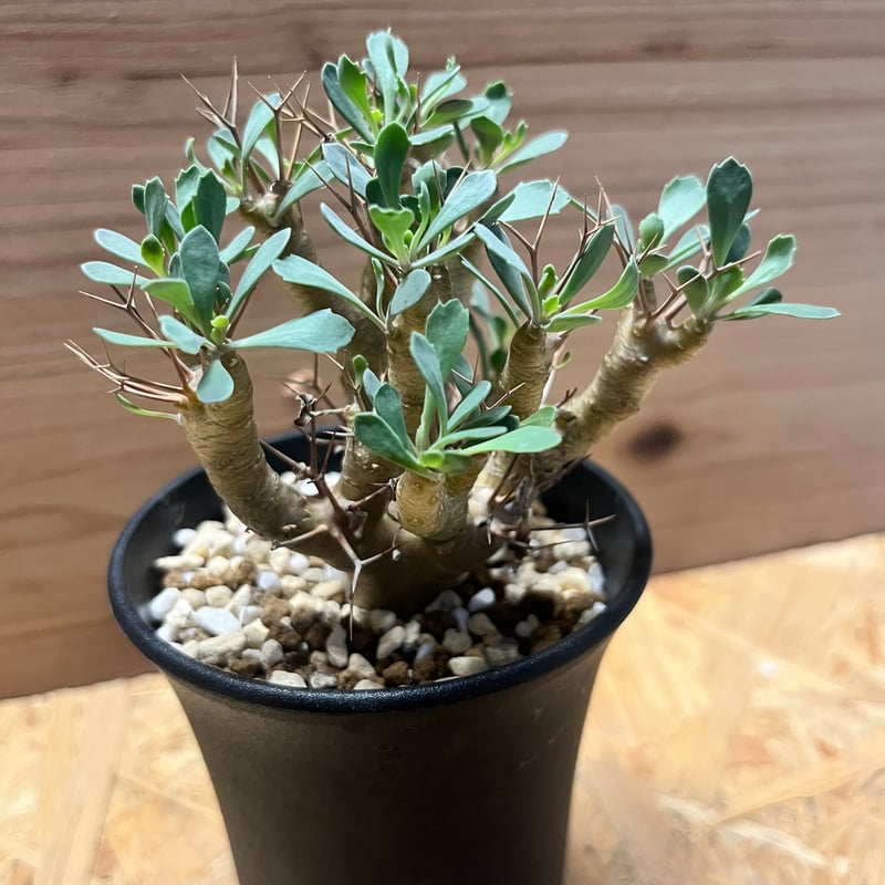 オトンナ ユーフォルビオイデス GC① オトンナ ユーフォルビオイデス GC①