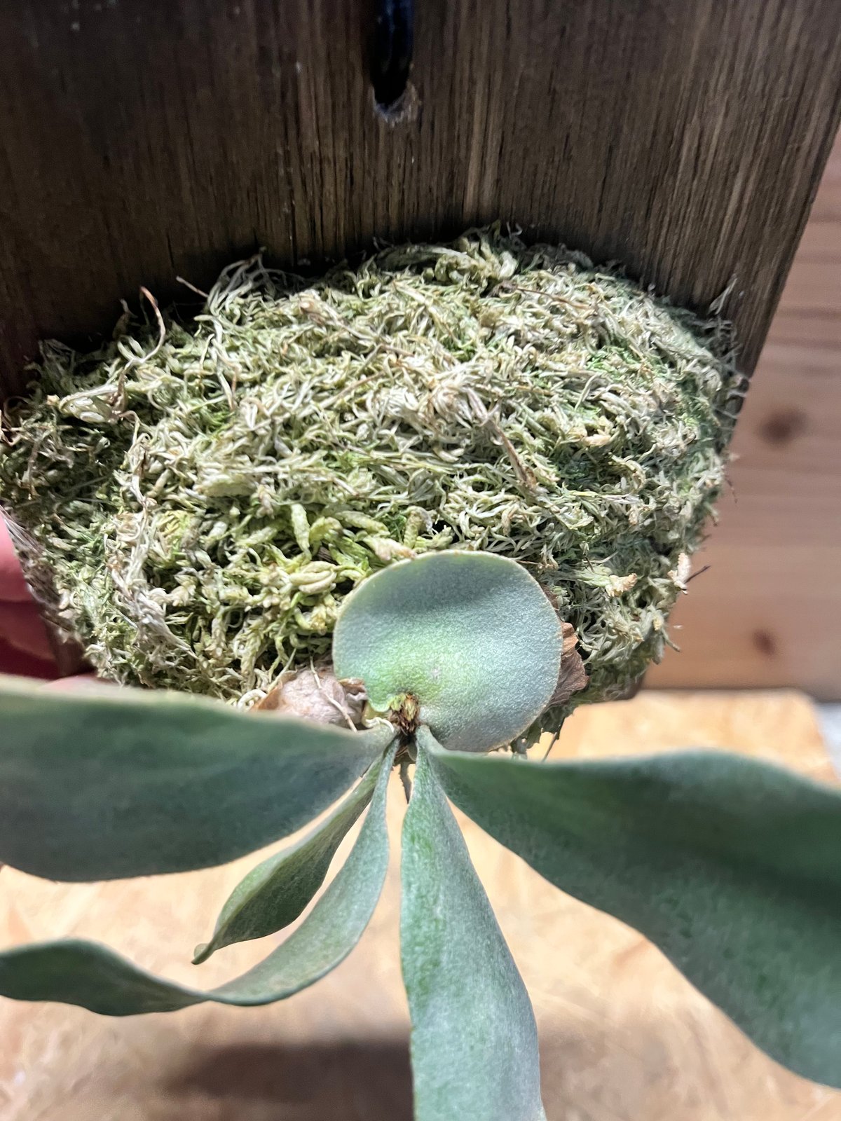 ビカクシダ sp.マジュス HKスポア | GREEN LUCK