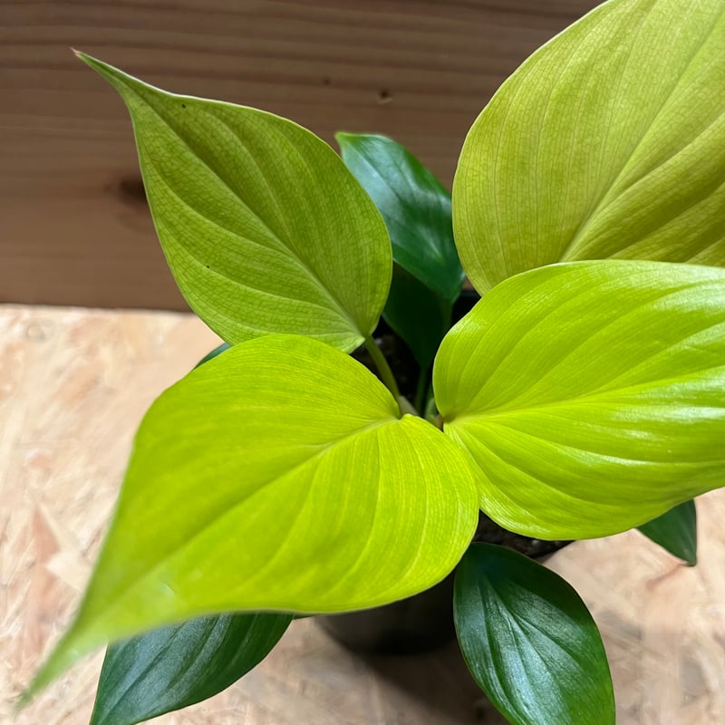 ホマロメナ レモンライム | GREEN LUCK