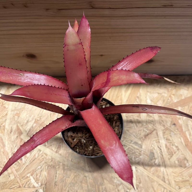 エクメア ヌディカウリス ルブラ？ | GREEN LUCK