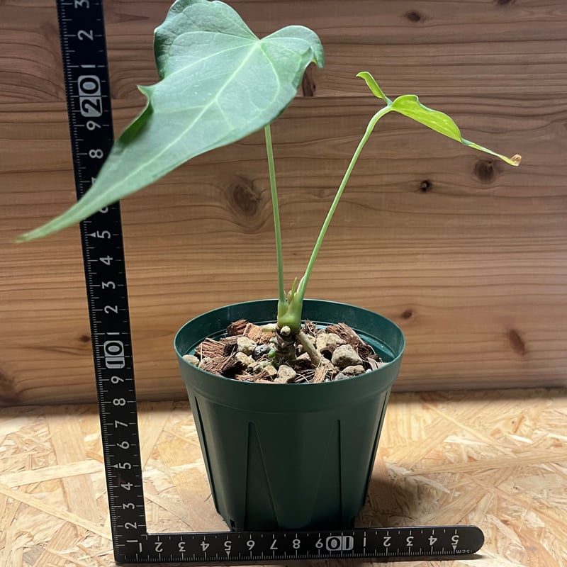 アンスリウム デルタフォース | GREEN LUCK