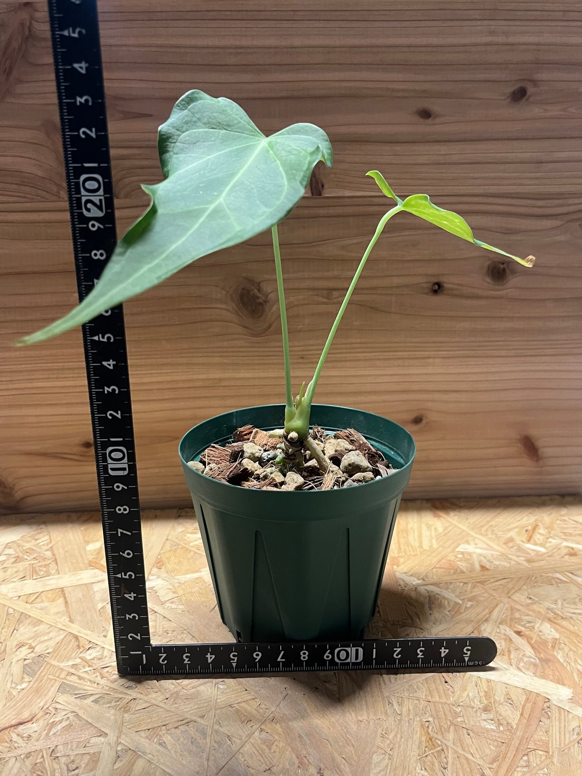 アンスリウム デルタフォース | GREEN LUCK