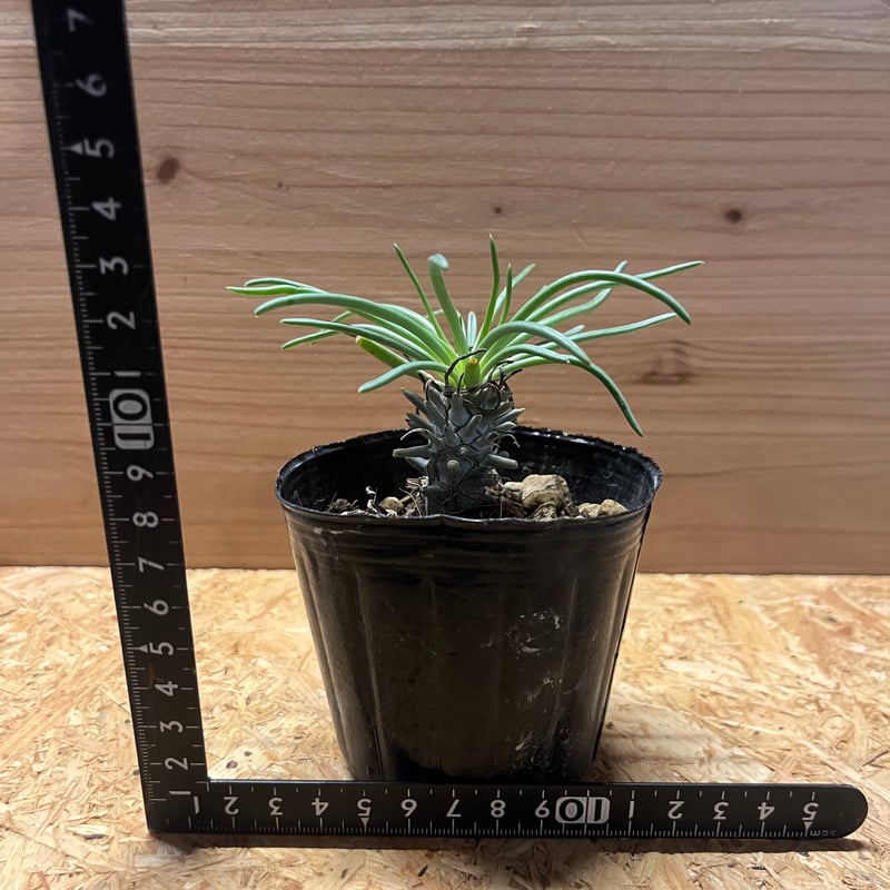 チレコドン ワリチー Tylecodon wallichii【チレコドン・ワリチー】 | RIMO'S GREEN