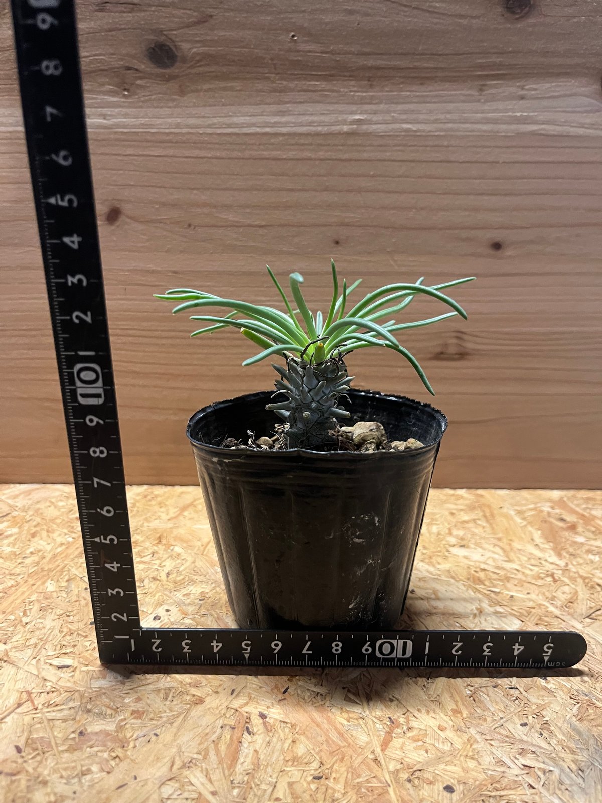 チレコドン※ワリチー チレコドン・ワリチー/Tylecodon wallichii | Hare Bare Plants