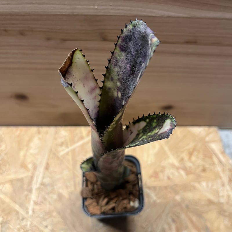 ビルベルギア・ミッドナイトサン Billbergia 'Midnight Sun'（ビルベルギア ミッドナイトサン）の