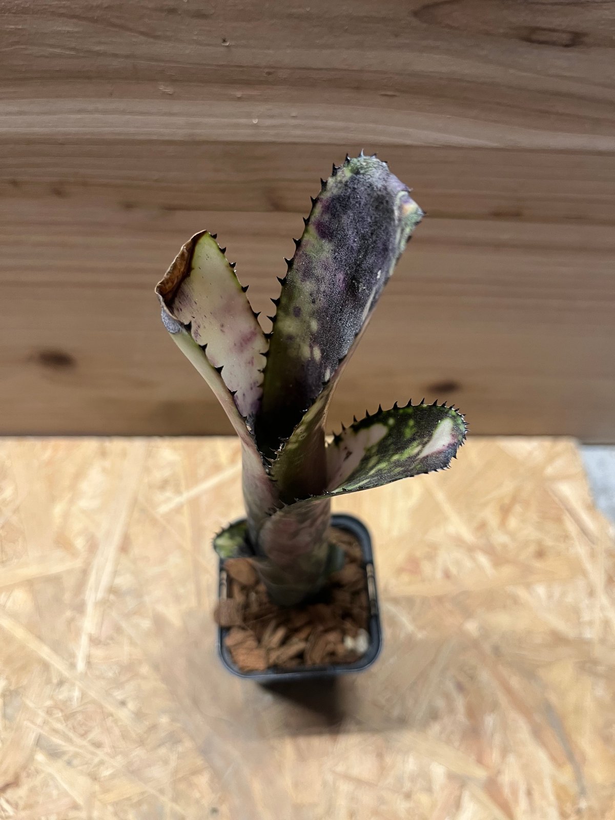 ビルベルギア ミッドナイトサン　① ビルベルギア ミッドナイトサン ① 現品】ビルベルギア