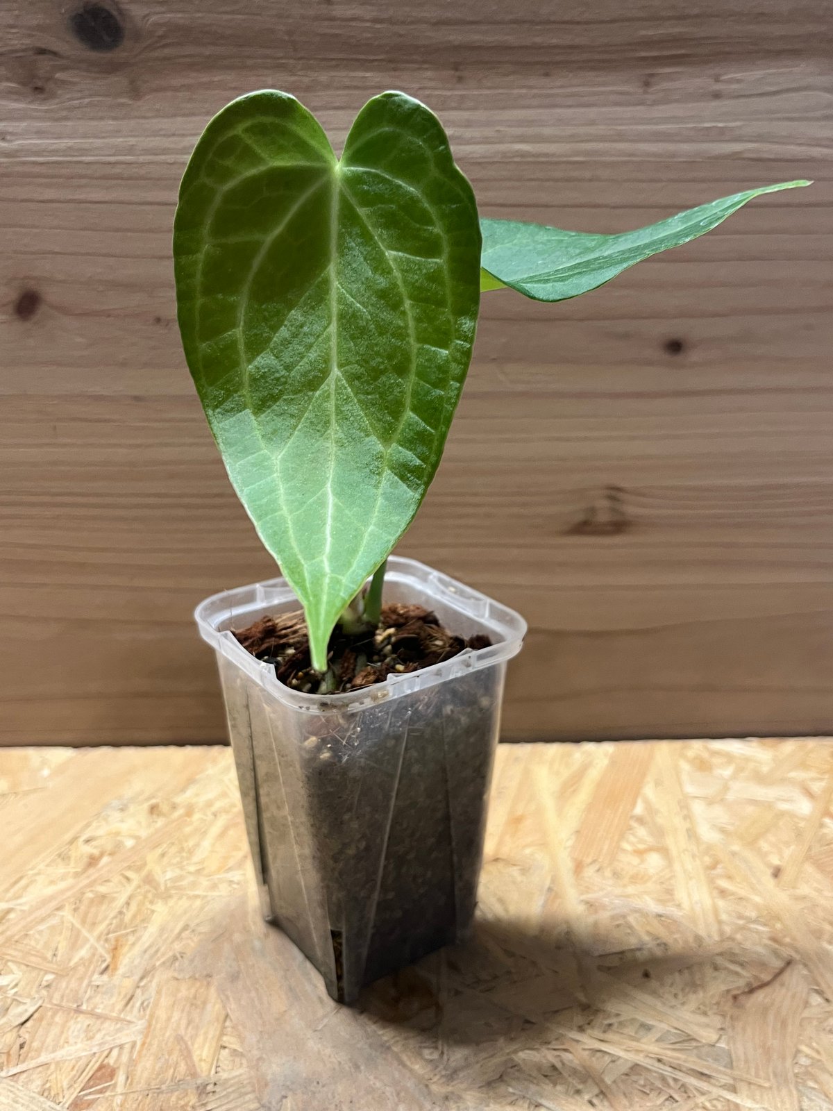 親株 斑入り アンスリウム テロダクティル 親株 斑入り アンスリウム