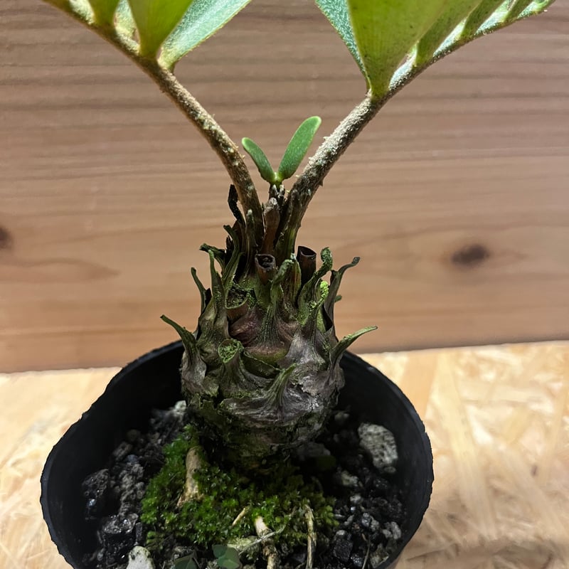 c*n様 ザミアフルフラセア（メキシコソテツ）厳選品　8寸 ザミア フルフラセア | GREEN LUCK