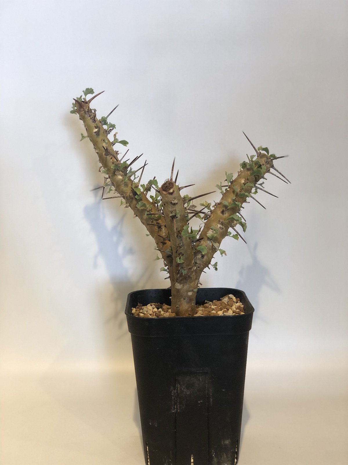 サルコカウロン クラシカウレ | GREEN LUCK