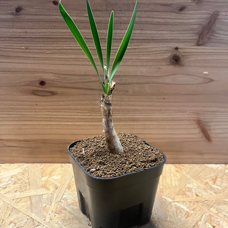 ブーファンハエマンソイデス | STORES