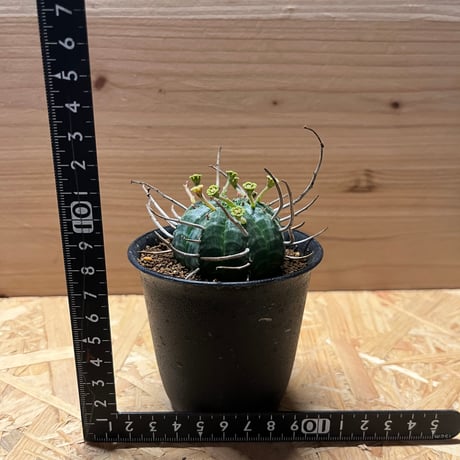 ユーフォルビア　バリダ　雄株