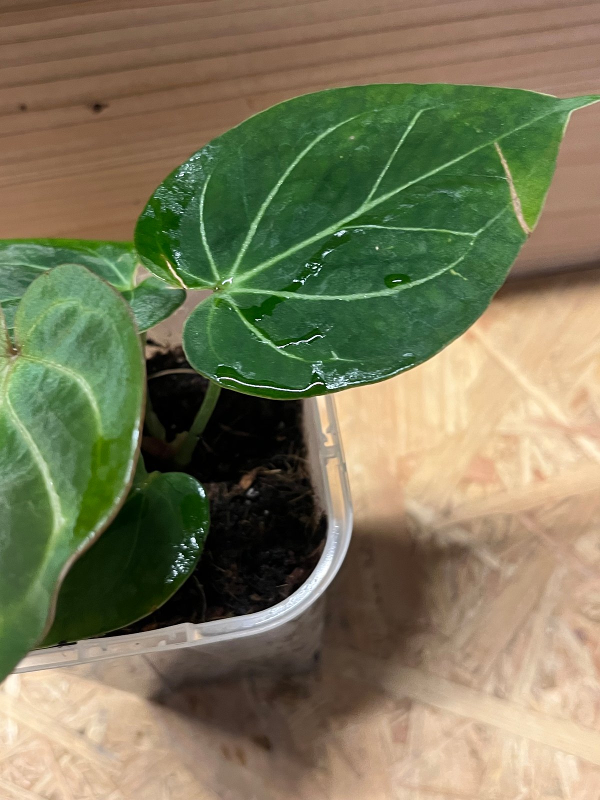 アンスリウム キングオブスペード（HU） アンスリウム キングオブスペード （HU） | GREEN LUCK