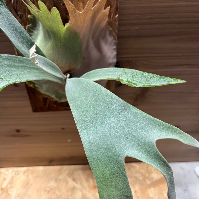 ビカクシダ WhiteHawk 親株早いもの勝ちです ビカクシダ ホワイトホーク（White Hawk） | calmplantsのビカクシダブログ