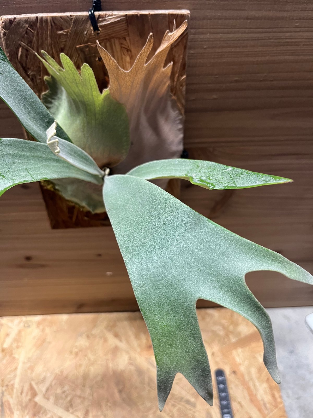 ビカクシダ ホワイトホーク | GREEN LUCK