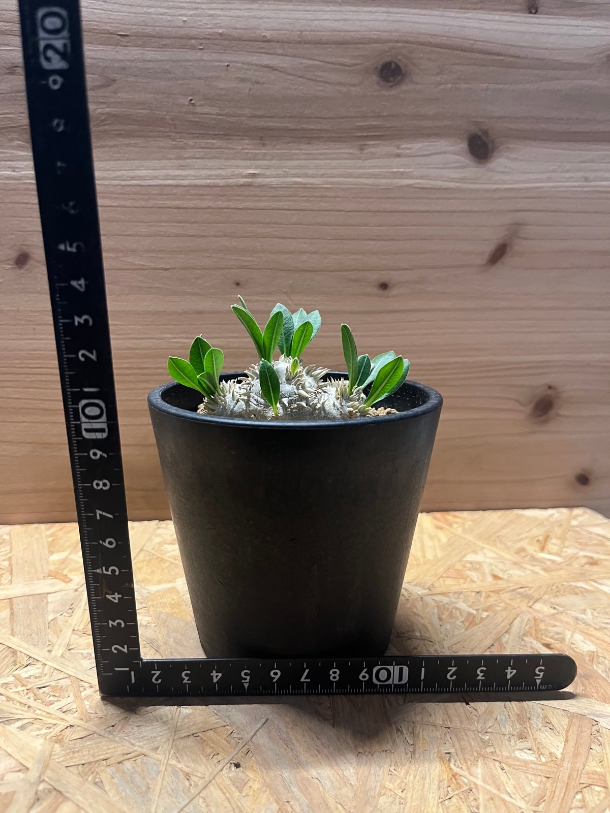 パキポディウム 恵比寿笑い | GREEN LUCK