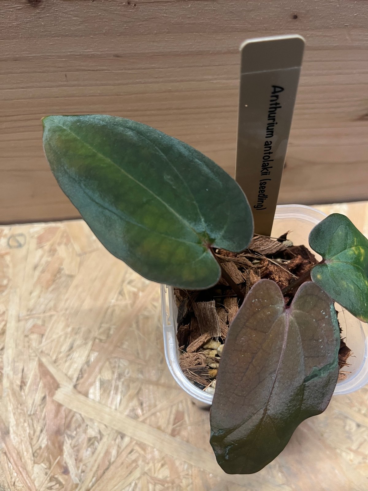 アンスリウム アントラキー シーディング | GREEN LUCK