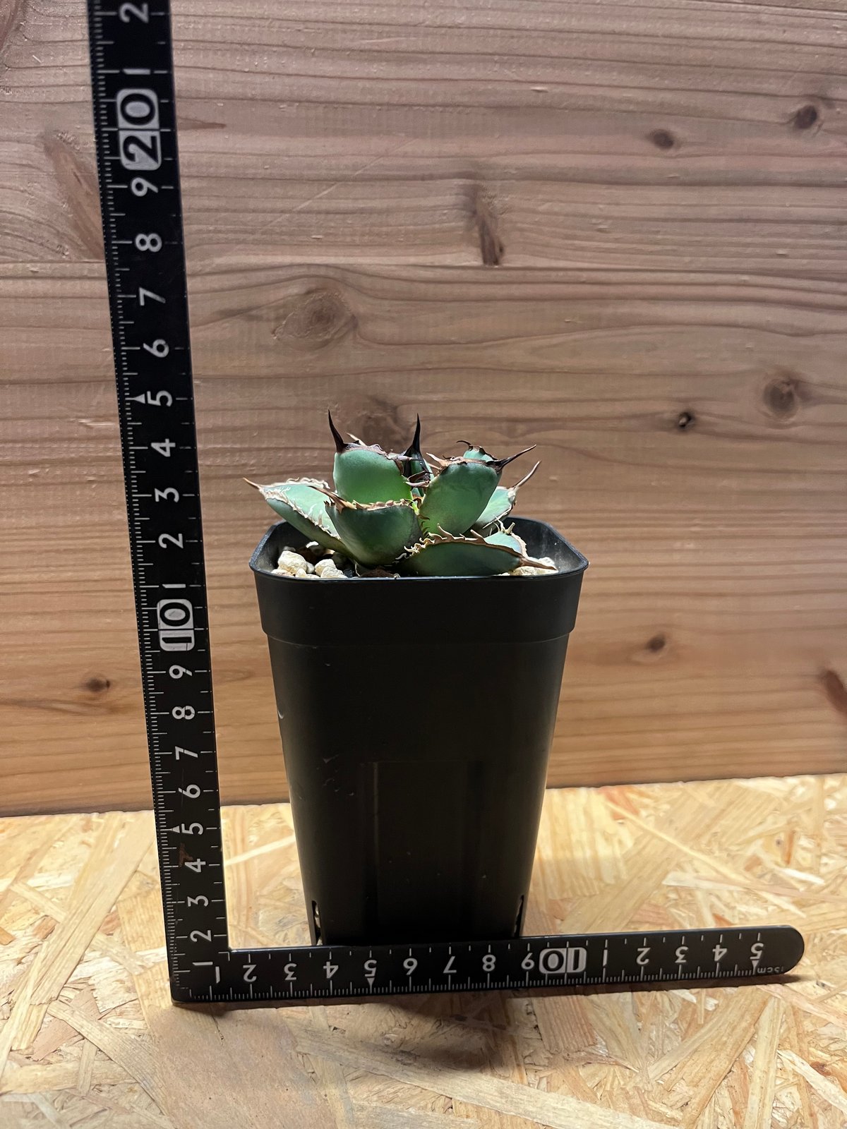 アガベ チタノタ ソルティードッグ | GREEN LUCK