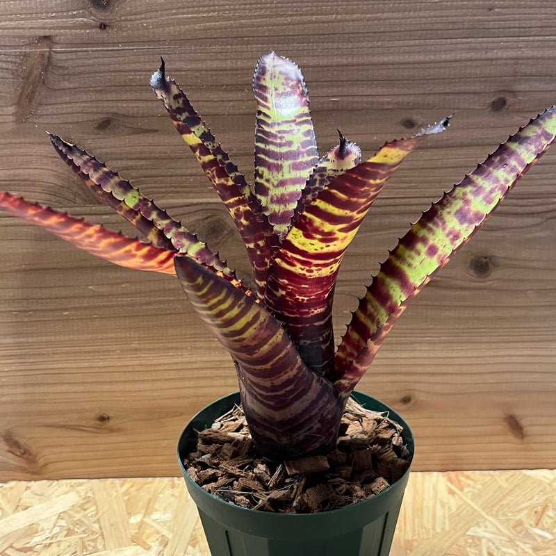 ネオレゲリア ハンニバルレクター | GREEN LUCK