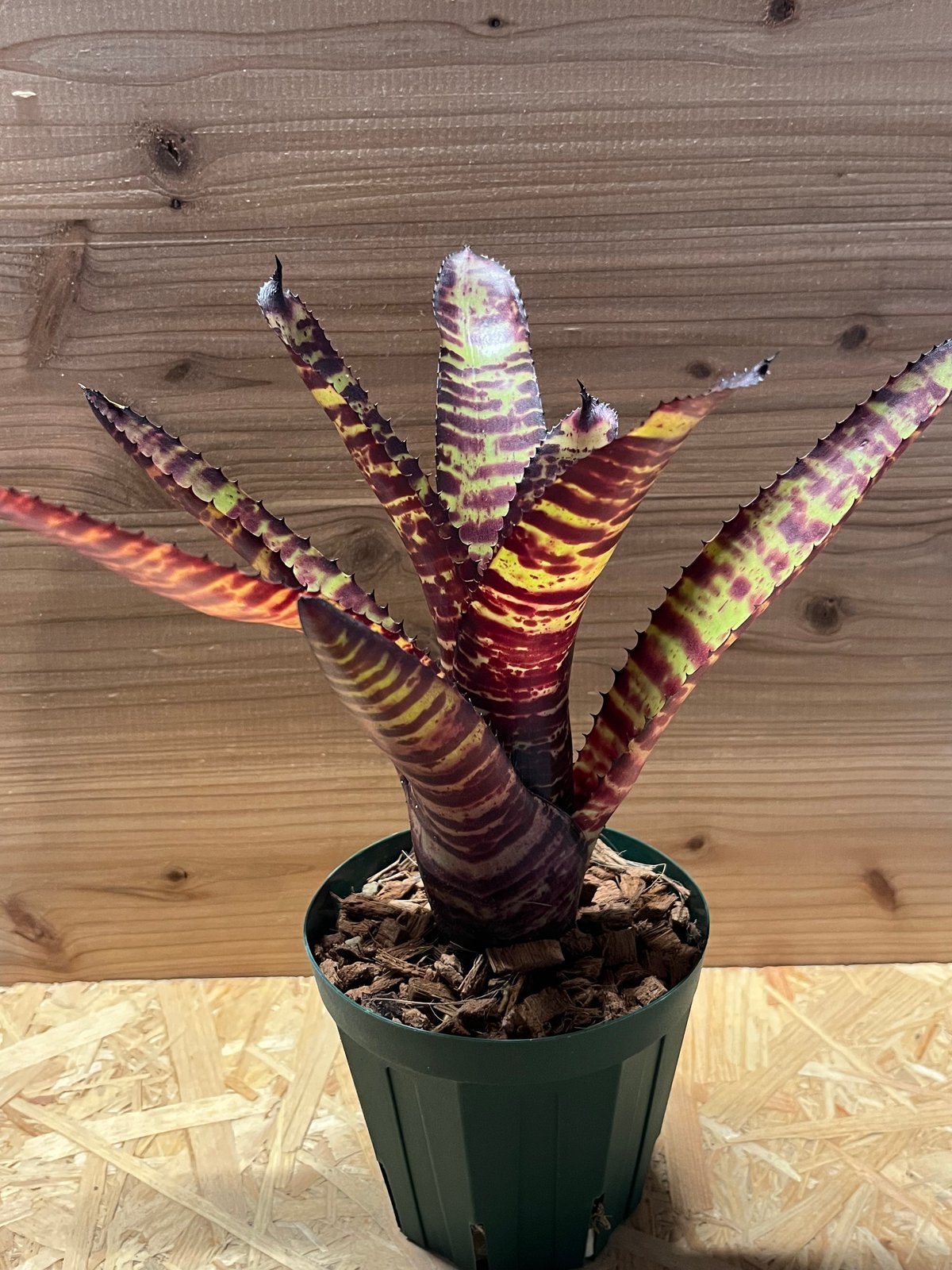 ネオレゲリア ハンニバルレクター | GREEN LUCK