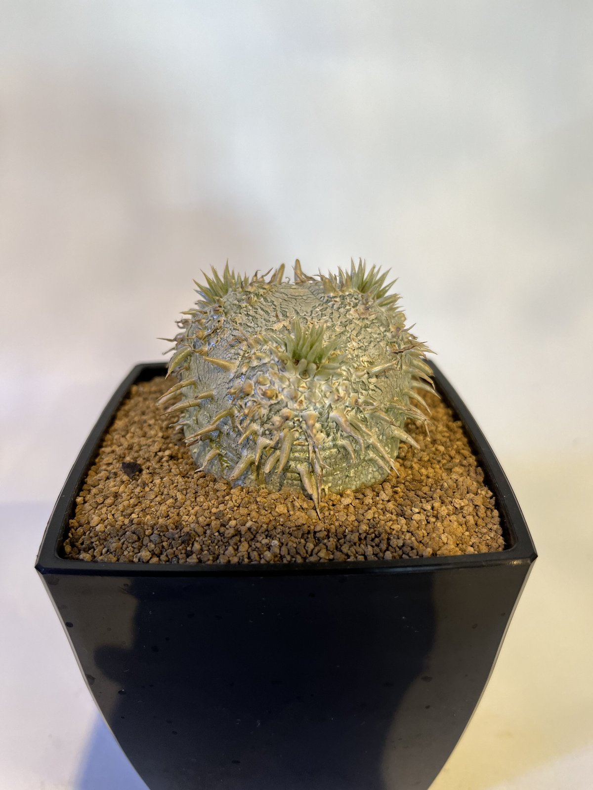 パキポディウム 恵比寿大黒 | GREEN LUCK